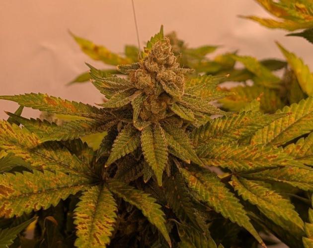 Fruity Pebbles. Week 24