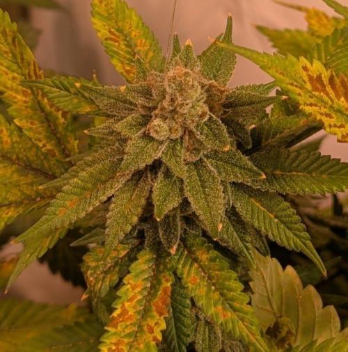 Fruity Pebbles. Week 24