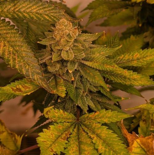 Fruity Pebbles. Week 24