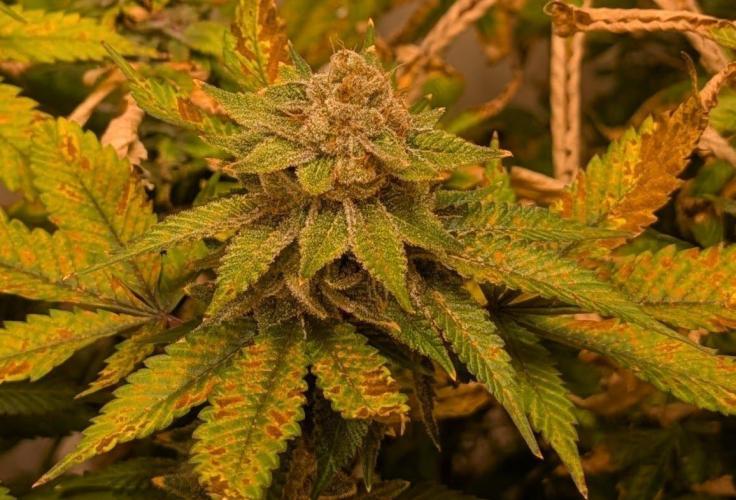 Fruity Pebbles. Week 24