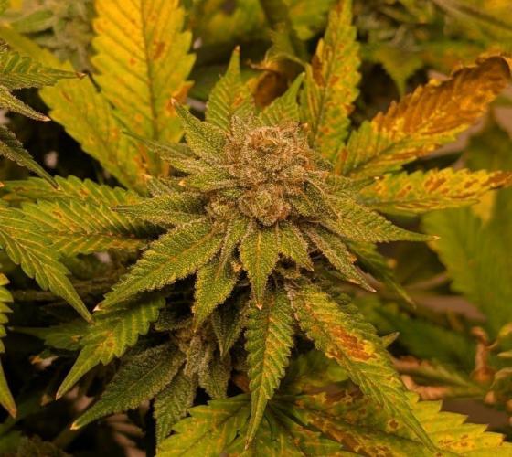 Fruity Pebbles. Week 24