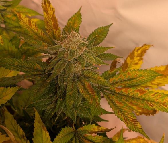 Fruity Pebbles. Week 24