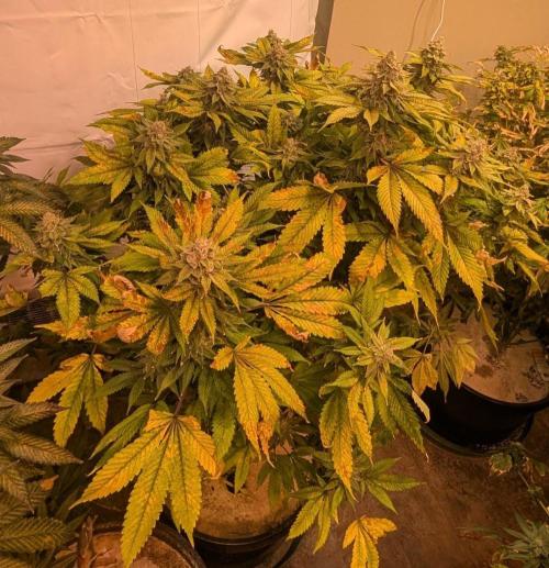 Fruity Pebbles. Week 24
