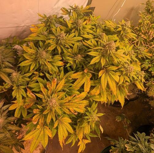 Fruity Pebbles. Week 24