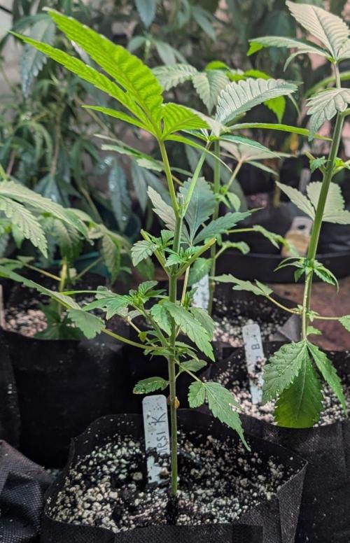 Amnesi-K Haze. Week 3