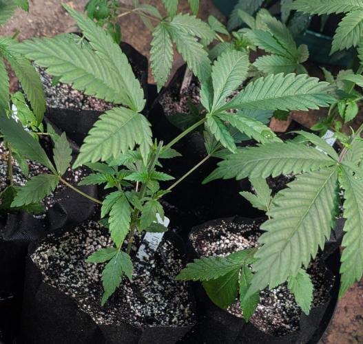 Amnesi-K Haze. Week 3
