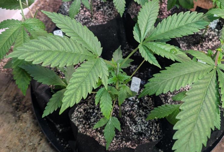 Amnesi-K Haze. Week 3