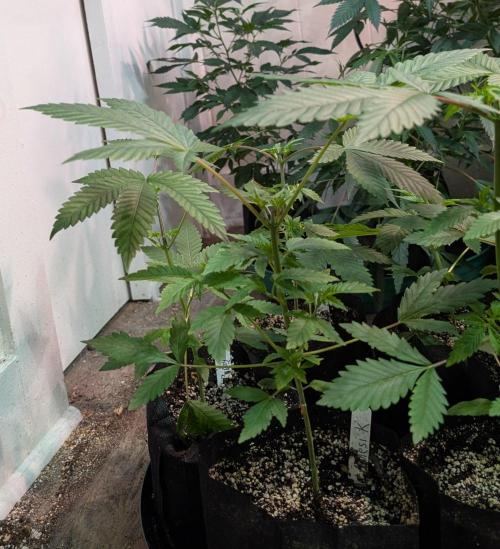Amnesi-K Haze. Week 3