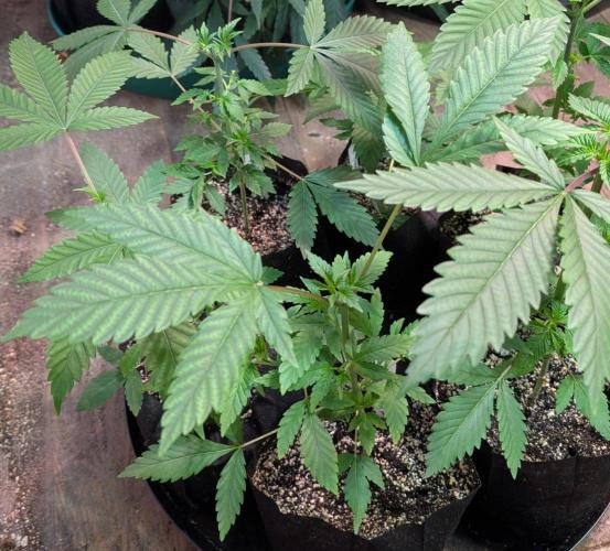 Amnesi-K Haze. Week 3