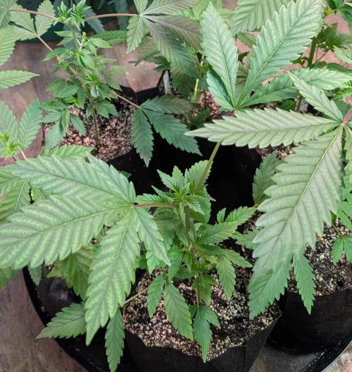Amnesi-K Haze. Week 3