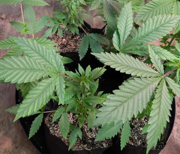 Amnesi-K Haze. Week 3