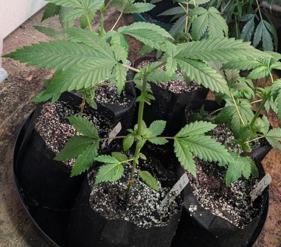 Sticky Broccoli. Week 3