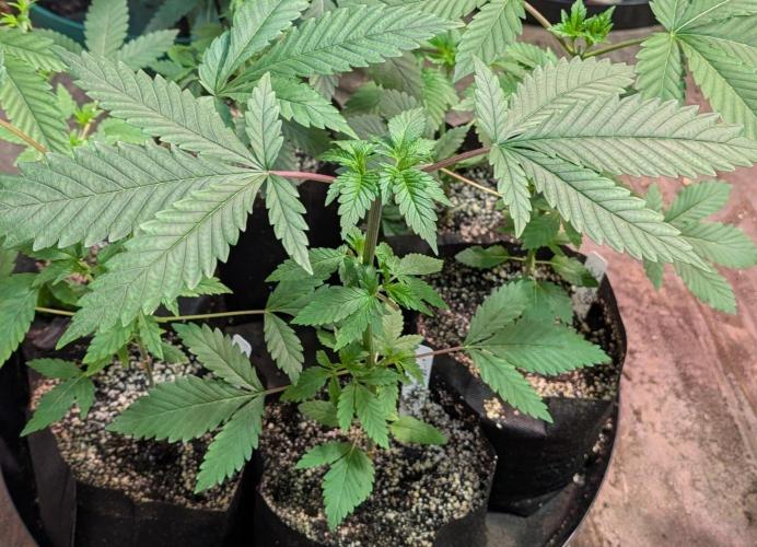 Sticky Broccoli . Week 3