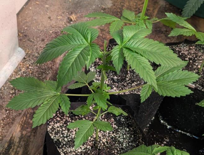 Grape and Cream. Week 3