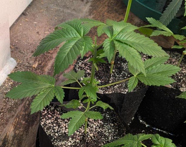 Grape and Cream. Week 3