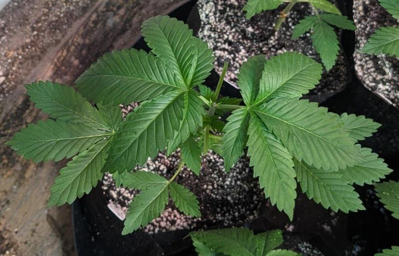 Grape and Cream. Week 3