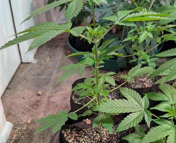 Grape and Cream. Week 3