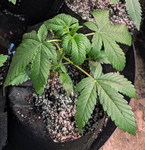 Amnesia Gas. Week 3