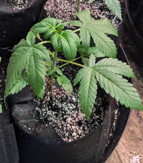 Amnesia Gas. Week 3
