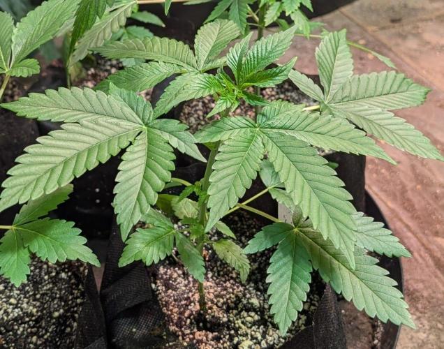 Amnesia Gas. Week 3