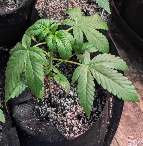 Amnesia Gas. Week 3