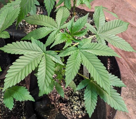 Amnesia Gas. Week 3