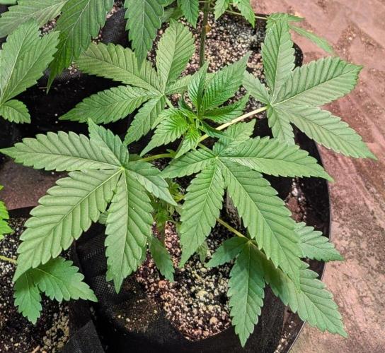 Amnesia Gas. Week 3