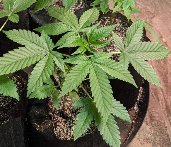 Amnesia Gas. Week 3