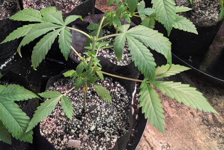 Aura Hash. Week 3