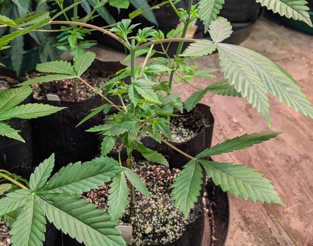 Aura Hash. Week 3