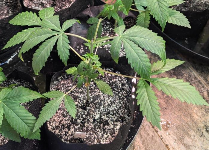 Aura Hash. Week 3
