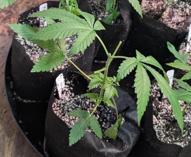 Papaya Stank. Week 3