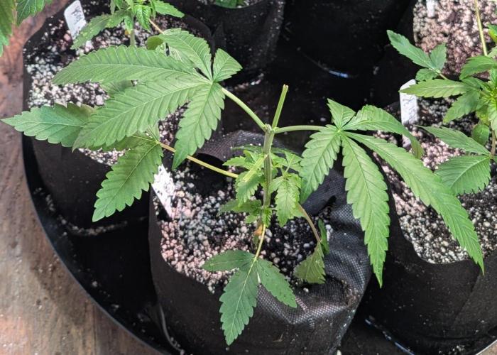 Papaya Stank. Week 3