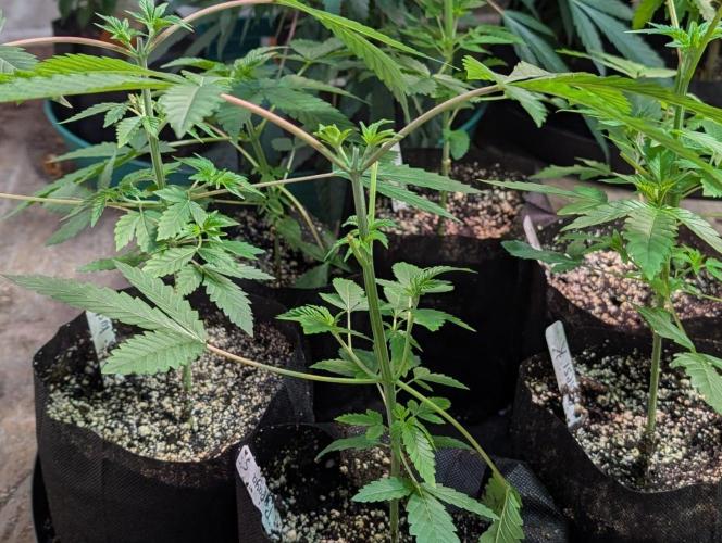 Papaya Stank. Week 3