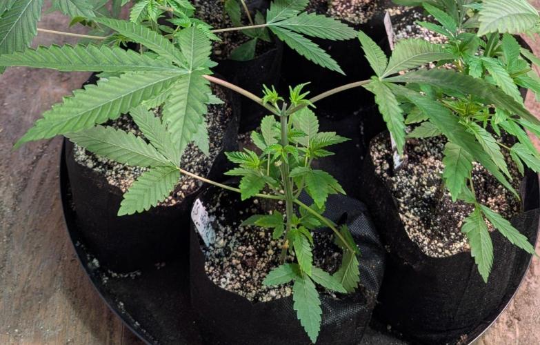 Papaya Stank. Week 3