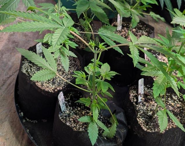 Papaya Stank. Week 3
