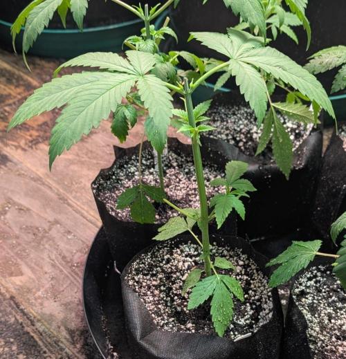 Banana Fumes. Week 3