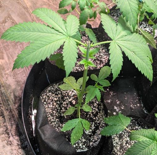Banana Fumes. Week 3