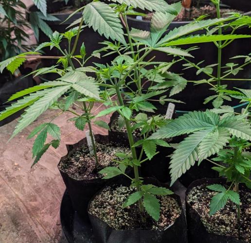 Banana Fumes. Week 3