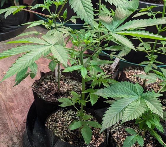 Banana Fumes. Week 3