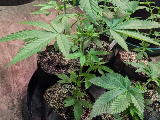 Banana Fumes. Week 3