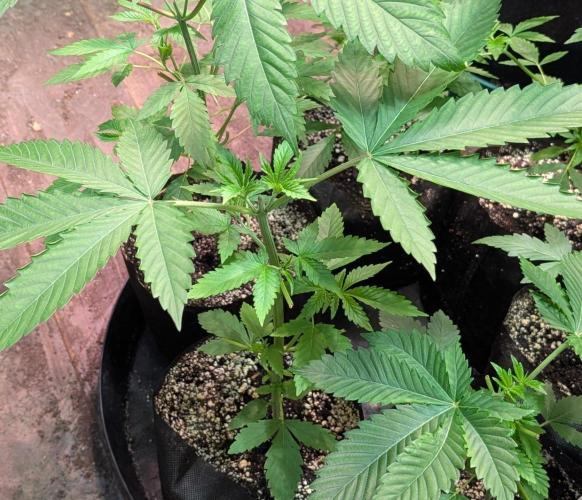 Banana Fumes. Week 3