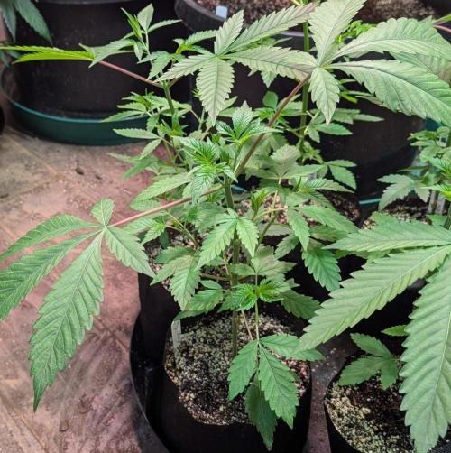 Citrus Slurp. Week 3