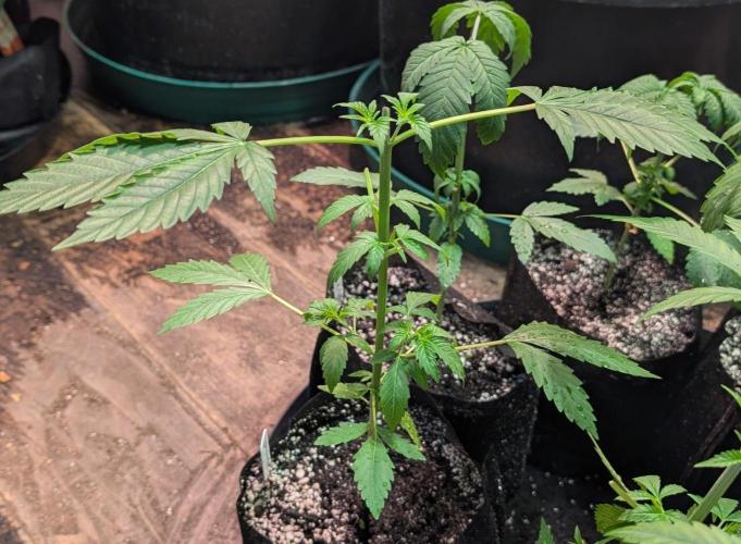 Fat Bastard. Week 3