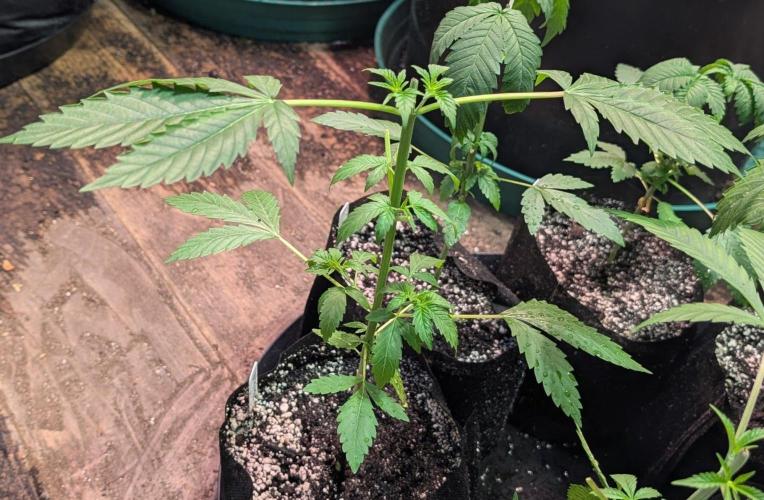 Fat Bastard. Week 3