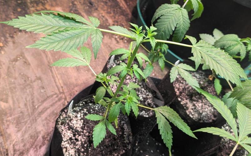 Fat Bastard. Week 3