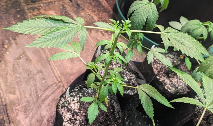 Fat Bastard. Week 3