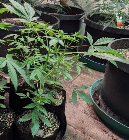 Fat Bastard. Week 3