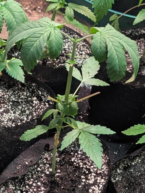 GMO Cookies. Week 3