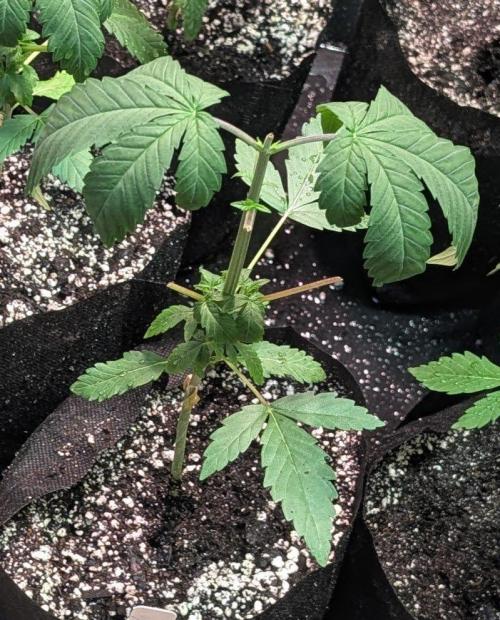GMO Cookies. Week 3